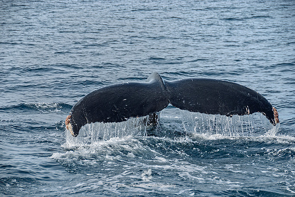 Humpback Whales