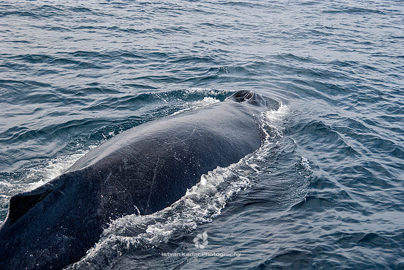 Humpback Whales