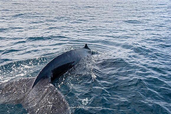 Humpback Whales