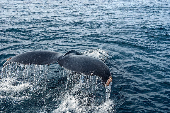 Humpback Whales