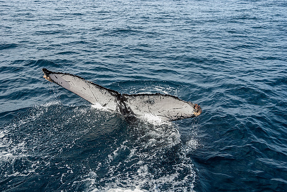 Humpback Whales