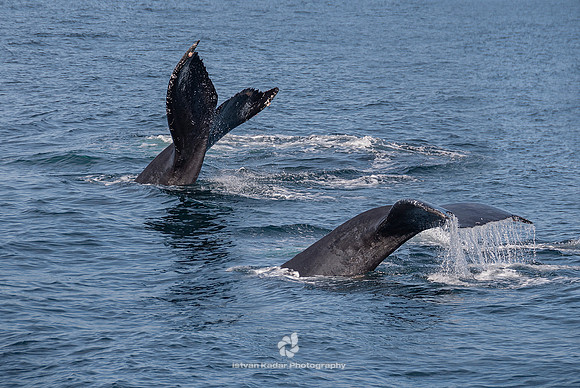 Humpback Whales