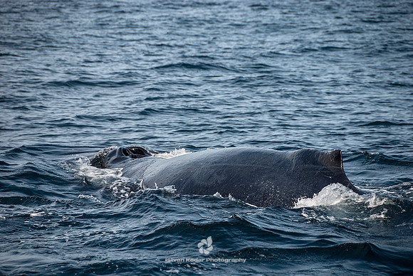 Humpback Whales