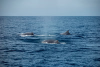 Humpback Whales