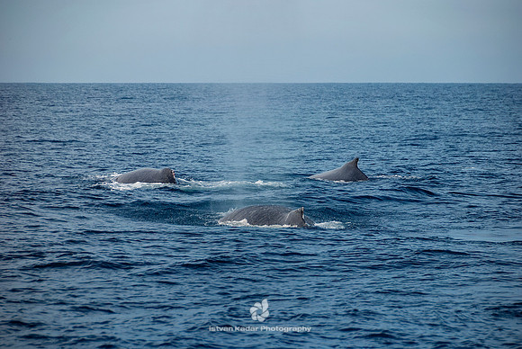 Humpback Whales