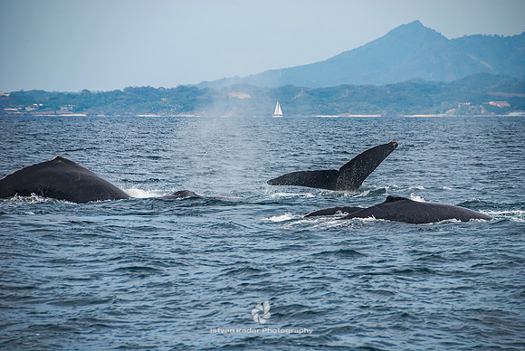 Humpback Whales