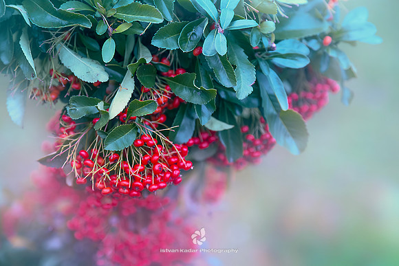 Hedge of Firethorn (Pyracantha)