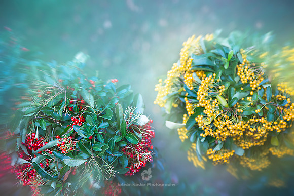 Hedge of Firethorn (Pyracantha)