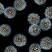 Airborne Seed-balls (Taraxacum Officinale)