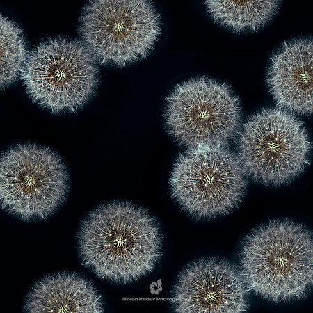 Airborne Seed-balls (Taraxacum Officinale)