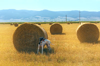 Hay Bales, Transylvania