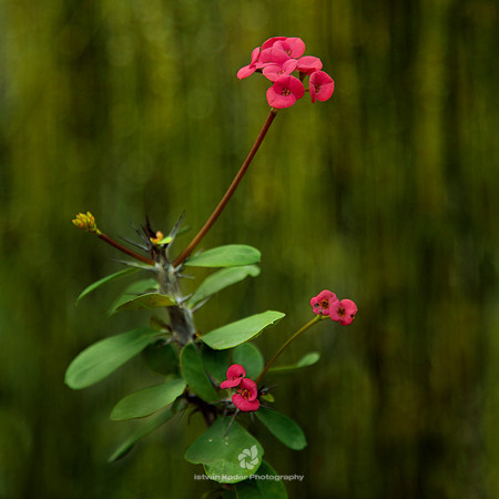 Little Pink