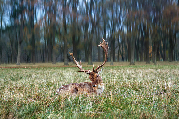 Fallow Deer