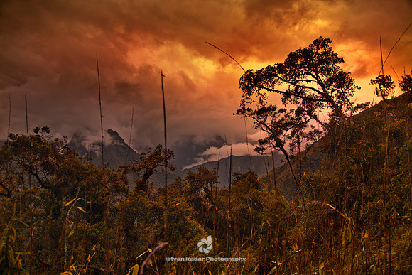 Sunset in the Cloud Forest