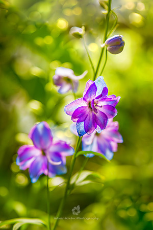 Larkspur 'Fancy Blue Purple'