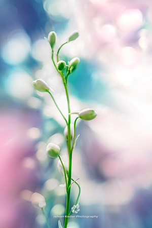 Incipient Flower