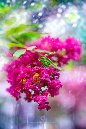 Crape Myrtle