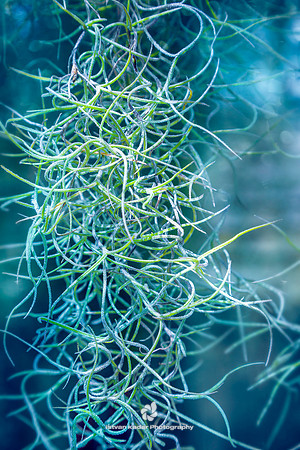 Spanish Moss (Tillandsia usneoides)