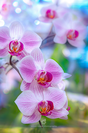 Pink Orchids