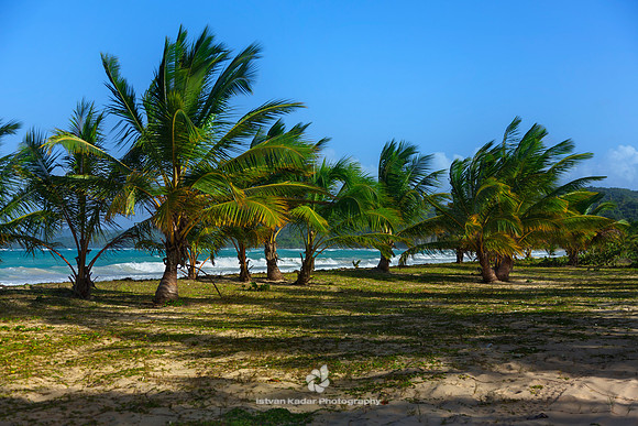 Bay, Beach, Caribbean, "Caribbean Sea", Coastline, "Coconut Palm Tree", Day, "Dominican Republic", Idyllic, Island, Lagoon, Landscape, Nature, Outdoors, "Palm Tree", Peninsula, "Playa Rincon", Reef, "