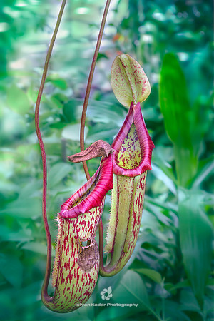 Tropical Pitcher Plant