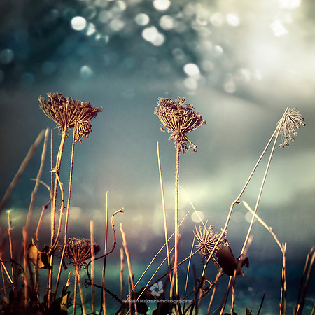 Unloved Flowers