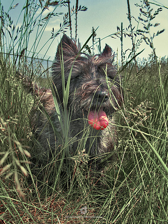 My Heartbeat in the Grass