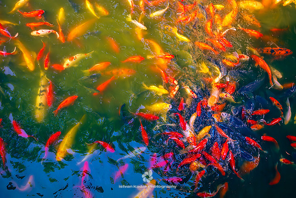 Koi Pond, Qibao Ancient Town, Shanghai, China