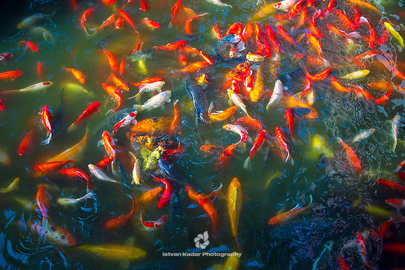 Koi Pond, Qibao Ancient Town, Shanghai, China
