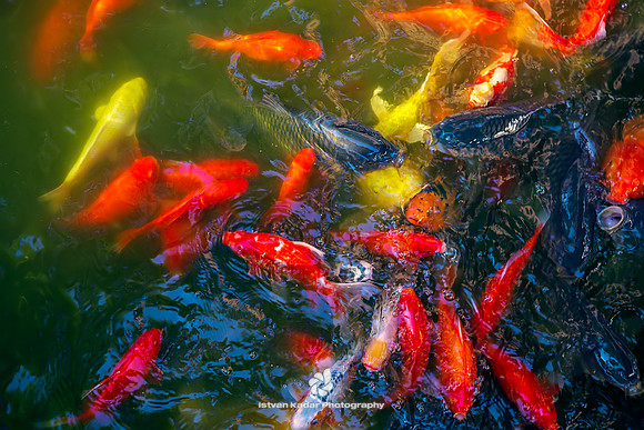 Koi (Amur Carp)