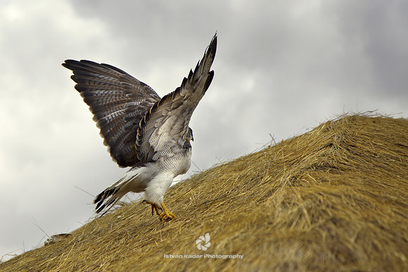 Variable Hawk