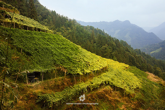 Passion Fruit Plantation