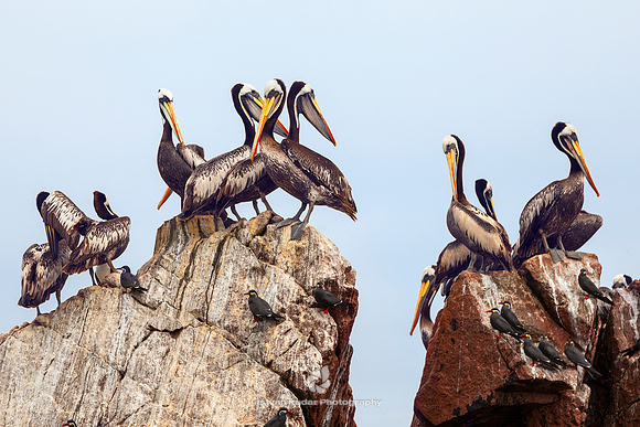 Peruvian Pelicans & Inca Terns