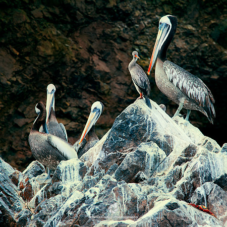 Peruvian Pelicans