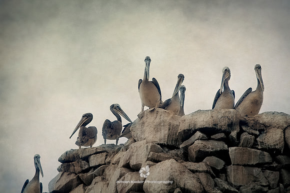 Peruvian Pelicans