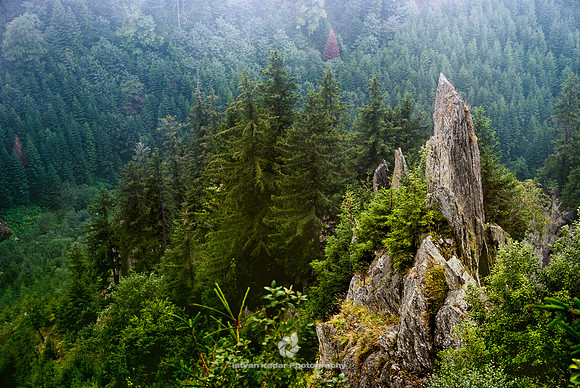 Ridge Peak in the Pine Forest