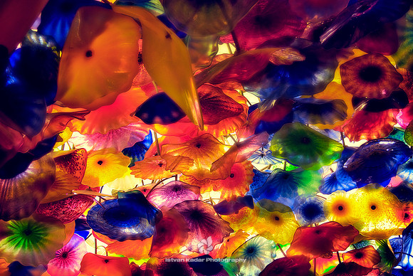 Glass Poppies