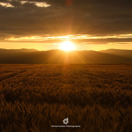 Sunset Over the Wheat Fields
