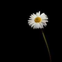 Common Daisy (Bellis Perennis)