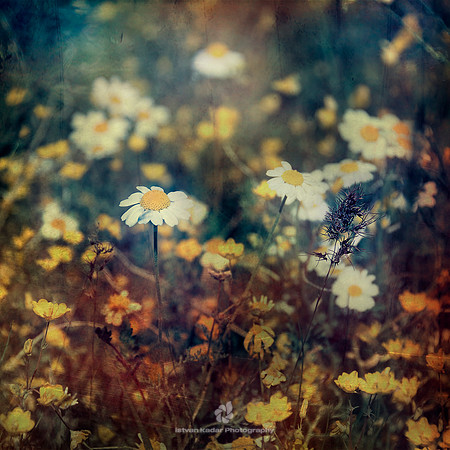 Daisies