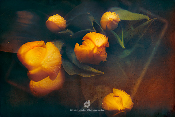 Yellow Tulips