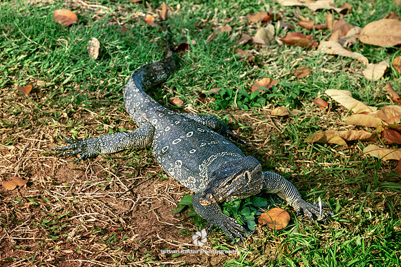 Asian Water Monitor (Varanus salvator)