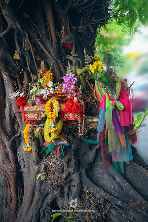 Bodhi Sacred Tree, Bangkok, Thailand