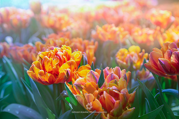 Where Flowers Bloom, So Does Hope