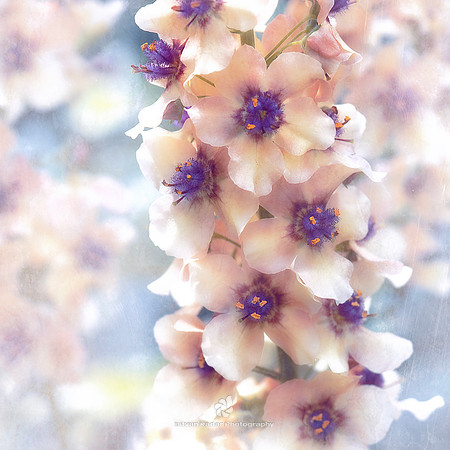 Delicate Petals