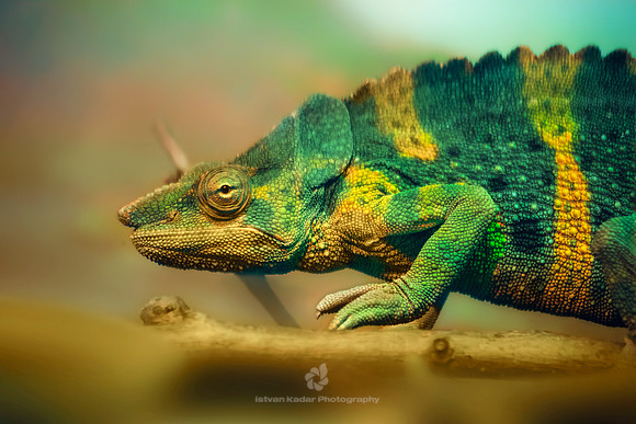 Chameleon