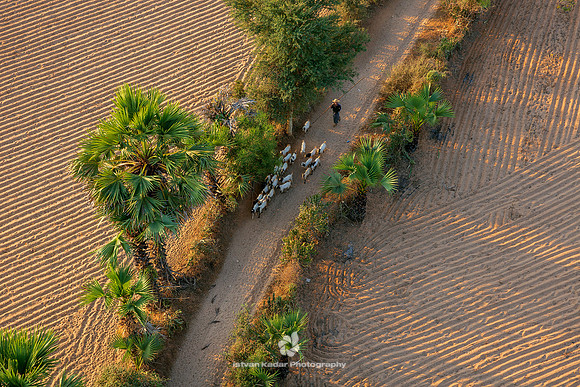 Goatherd, Myanmar
