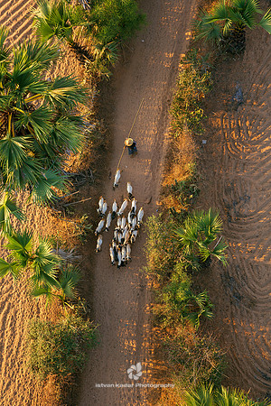 Goatherd, Myanmar