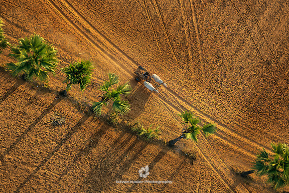 Ox Cart, Myanmar