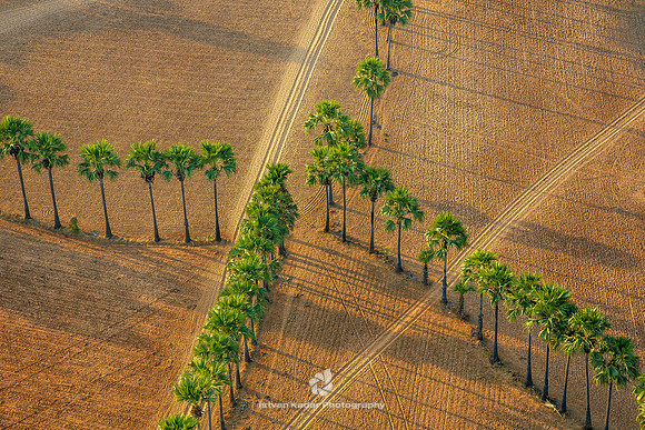 Row Of Trees, Myanmar